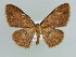  (Organopoda annulifera - BC ZSM Lep 38331)  @14 [ ] CreativeCommons - Attribution Non-Commercial Share-Alike (2010) Axel Hausmann/Bavarian State Collection of Zoology (ZSM) SNSB, Zoologische Staatssammlung Muenchen