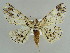  ( - BC ZSM Lep 38335)  @14 [ ] CreativeCommons - Attribution Non-Commercial Share-Alike (2010) Axel Hausmann/Bavarian State Collection of Zoology (ZSM) SNSB, Zoologische Staatssammlung Muenchen