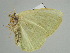  ( - BC ZSM Lep 38936)  @13 [ ] CreativeCommons - Attribution Non-Commercial Share-Alike (2010) Axel Hausmann/Bavarian State Collection of Zoology (ZSM) SNSB, Zoologische Staatssammlung Muenchen