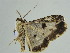  ( - BC ZSM Lep 38939)  @12 [ ] CreativeCommons - Attribution Non-Commercial Share-Alike (2010) Axel Hausmann/Bavarian State Collection of Zoology (ZSM) SNSB, Zoologische Staatssammlung Muenchen