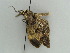  ( - BC ZSM Lep 38957)  @13 [ ] CreativeCommons - Attribution Non-Commercial Share-Alike (2010) Axel Hausmann/Bavarian State Collection of Zoology (ZSM) SNSB, Zoologische Staatssammlung Muenchen