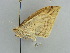  ( - BC ZSM Lep 38961)  @13 [ ] CreativeCommons - Attribution Non-Commercial Share-Alike (2010) Axel Hausmann/Bavarian State Collection of Zoology (ZSM) SNSB, Zoologische Staatssammlung Muenchen