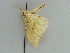  ( - BC ZSM Lep 38962)  @12 [ ] CreativeCommons - Attribution Non-Commercial Share-Alike (2010) Axel Hausmann/Bavarian State Collection of Zoology (ZSM) SNSB, Zoologische Staatssammlung Muenchen