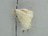  ( - BC ZSM Lep 38969)  @12 [ ] CreativeCommons - Attribution Non-Commercial Share-Alike (2010) Axel Hausmann/Bavarian State Collection of Zoology (ZSM) SNSB, Zoologische Staatssammlung Muenchen