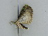  ( - BC ZSM Lep 38978)  @13 [ ] CreativeCommons - Attribution Non-Commercial Share-Alike (2010) Axel Hausmann/Bavarian State Collection of Zoology (ZSM) SNSB, Zoologische Staatssammlung Muenchen