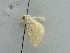  (Scopula AH01Ch - BC ZSM Lep 38979)  @13 [ ] CreativeCommons - Attribution Non-Commercial Share-Alike (2010) Axel Hausmann/Bavarian State Collection of Zoology (ZSM) SNSB, Zoologische Staatssammlung Muenchen