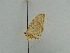  ( - BC ZSM Lep 38980)  @12 [ ] CreativeCommons - Attribution Non-Commercial Share-Alike (2010) Axel Hausmann/Bavarian State Collection of Zoology (ZSM) SNSB, Zoologische Staatssammlung Muenchen