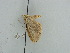  ( - BC ZSM Lep 38983)  @12 [ ] CreativeCommons - Attribution Non-Commercial Share-Alike (2010) Axel Hausmann/Bavarian State Collection of Zoology (ZSM) SNSB, Zoologische Staatssammlung Muenchen