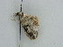  ( - BC ZSM Lep 38987)  @12 [ ] CreativeCommons - Attribution Non-Commercial Share-Alike (2010) Axel Hausmann/Bavarian State Collection of Zoology (ZSM) SNSB, Zoologische Staatssammlung Muenchen
