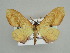  ( - BC ZSM Lep 39864)  @13 [ ] CreativeCommons - Attribution Non-Commercial Share-Alike (2010) Axel Hausmann/Bavarian State Collection of Zoology (ZSM) SNSB, Zoologische Staatssammlung Muenchen