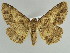  ( - BC ZSM Lep 39898)  @12 [ ] CreativeCommons - Attribution Non-Commercial Share-Alike (2010) Axel Hausmann/Bavarian State Collection of Zoology (ZSM) SNSB, Zoologische Staatssammlung Muenchen