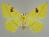  ( - BC ZSM Lep 39906)  @14 [ ] CreativeCommons - Attribution Non-Commercial Share-Alike (2010) Axel Hausmann/Bavarian State Collection of Zoology (ZSM) SNSB, Zoologische Staatssammlung Muenchen