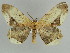  (Chorodna metaphaearia - BC ZSM Lep 39908)  @14 [ ] CreativeCommons - Attribution Non-Commercial Share-Alike (2010) Axel Hausmann/Bavarian State Collection of Zoology (ZSM) SNSB, Zoologische Staatssammlung Muenchen