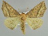  ( - BC ZSM Lep 39913)  @11 [ ] CreativeCommons - Attribution Non-Commercial Share-Alike (2010) Axel Hausmann/Bavarian State Collection of Zoology (ZSM) SNSB, Zoologische Staatssammlung Muenchen