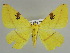 ( - BC ZSM Lep 39920)  @11 [ ] CreativeCommons - Attribution Non-Commercial Share-Alike (2010) Axel Hausmann/Bavarian State Collection of Zoology (ZSM) SNSB, Zoologische Staatssammlung Muenchen