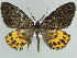  ( - BC ZSM Lep 39928)  @11 [ ] CreativeCommons - Attribution Non-Commercial Share-Alike (2010) Axel Hausmann/Bavarian State Collection of Zoology (ZSM) SNSB, Zoologische Staatssammlung Muenchen