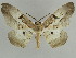  (Chorodna erebusaria - BC ZSM Lep 39930)  @14 [ ] CreativeCommons - Attribution Non-Commercial Share-Alike (2010) Axel Hausmann/Bavarian State Collection of Zoology (ZSM) SNSB, Zoologische Staatssammlung Muenchen