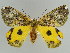  ( - BC ZSM Lep 39931)  @14 [ ] CreativeCommons - Attribution Non-Commercial Share-Alike (2010) Axel Hausmann/Bavarian State Collection of Zoology (ZSM) SNSB, Zoologische Staatssammlung Muenchen
