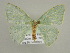  (Comostola leucostictaAH01Bu - BC ZSM Lep 39935)  @14 [ ] CreativeCommons - Attribution Non-Commercial Share-Alike (2010) Axel Hausmann/Bavarian State Collection of Zoology (ZSM) SNSB, Zoologische Staatssammlung Muenchen