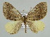  ( - BC ZSM Lep 39950)  @13 [ ] CreativeCommons - Attribution Non-Commercial Share-Alike (2010) Axel Hausmann/Bavarian State Collection of Zoology (ZSM) SNSB, Zoologische Staatssammlung Muenchen