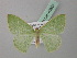  ( - BC ZSM Lep 40807)  @13 [ ] CreativeCommons - Attribution Non-Commercial Share-Alike (2010) Axel Hausmann/Bavarian State Collection of Zoology (ZSM) SNSB, Zoologische Staatssammlung Muenchen