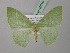  (Nemoria rubrifrondariaMO01USA - BC ZSM Lep 40810)  @14 [ ] CreativeCommons - Attribution Non-Commercial Share-Alike (2010) Axel Hausmann/Bavarian State Collection of Zoology (ZSM) SNSB, Zoologische Staatssammlung Muenchen