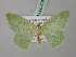  (Nemoria albilineataMO01USA - BC ZSM Lep 40811)  @14 [ ] CreativeCommons - Attribution Non-Commercial Share-Alike (2010) Axel Hausmann/Bavarian State Collection of Zoology (ZSM) SNSB, Zoologische Staatssammlung Muenchen