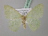  (Nemoria rubrifrondariaMO02USA - BC ZSM Lep 40813)  @14 [ ] CreativeCommons - Attribution Non-Commercial Share-Alike (2010) Axel Hausmann/Bavarian State Collection of Zoology (ZSM) SNSB, Zoologische Staatssammlung Muenchen