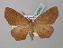  (Probole alienaria - BC ZSM Lep 40832)  @14 [ ] CreativeCommons - Attribution Non-Commercial Share-Alike (2010) Axel Hausmann/Bavarian State Collection of Zoology (ZSM) SNSB, Zoologische Staatssammlung Muenchen
