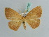  ( - BC ZSM Lep 41037)  @13 [ ] CreativeCommons - Attribution Non-Commercial Share-Alike (2010) Axel Hausmann/Bavarian State Collection of Zoology (ZSM) SNSB, Zoologische Staatssammlung Muenchen