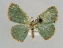  (Heterorachis AH01Ke - BC ZSM Lep 41218)  @13 [ ] CreativeCommons - Attribution Non-Commercial Share-Alike (2010) Axel Hausmann/Bavarian State Collection of Zoology (ZSM) SNSB, Zoologische Staatssammlung Muenchen