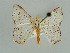  (Xenochroma palimpais - BC ZSM Lep 41222)  @14 [ ] CreativeCommons - Attribution Non-Commercial Share-Alike (2010) Axel Hausmann/Bavarian State Collection of Zoology (ZSM) SNSB, Zoologische Staatssammlung Muenchen