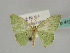  (Comostola simplexAH01Ke - BC ZSM Lep 41234)  @12 [ ] CreativeCommons - Attribution Non-Commercial Share-Alike (2010) Axel Hausmann/Bavarian State Collection of Zoology (ZSM) SNSB, Zoologische Staatssammlung Muenchen