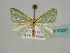  ( - BC ZSM Lep 41237)  @13 [ ] CreativeCommons - Attribution Non-Commercial Share-Alike (2010) Axel Hausmann/Bavarian State Collection of Zoology (ZSM) SNSB, Zoologische Staatssammlung Muenchen