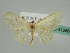 (Scopula AH02Ke - BC ZSM Lep 41266)  @13 [ ] CreativeCommons - Attribution Non-Commercial Share-Alike (2010) Axel Hausmann/Bavarian State Collection of Zoology (ZSM) SNSB, Zoologische Staatssammlung Muenchen