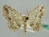  ( - BC ZSM Lep 41267)  @12 [ ] CreativeCommons - Attribution Non-Commercial Share-Alike (2010) Axel Hausmann/Bavarian State Collection of Zoology (ZSM) SNSB, Zoologische Staatssammlung Muenchen