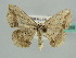  (Scopula AH04Ke - BC ZSM Lep 41268)  @13 [ ] CreativeCommons - Attribution Non-Commercial Share-Alike (2010) Axel Hausmann/Bavarian State Collection of Zoology (ZSM) SNSB, Zoologische Staatssammlung Muenchen