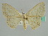  (Scopula AH05Ke - BC ZSM Lep 41269)  @13 [ ] CreativeCommons - Attribution Non-Commercial Share-Alike (2010) Axel Hausmann/Bavarian State Collection of Zoology (ZSM) SNSB, Zoologische Staatssammlung Muenchen
