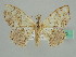  (Antitrygodes - BC ZSM Lep 41270)  @14 [ ] CreativeCommons - Attribution Non-Commercial Share-Alike (2010) Axel Hausmann/Bavarian State Collection of Zoology (ZSM) SNSB, Zoologische Staatssammlung Muenchen