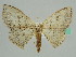  (Somatina AH01Ke - BC ZSM Lep 41271)  @14 [ ] CreativeCommons - Attribution Non-Commercial Share-Alike (2010) Axel Hausmann/Bavarian State Collection of Zoology (ZSM) SNSB, Zoologische Staatssammlung Muenchen
