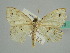  (Scopula AH06Ke - BC ZSM Lep 41272)  @13 [ ] CreativeCommons - Attribution Non-Commercial Share-Alike (2010) Axel Hausmann/Bavarian State Collection of Zoology (ZSM) SNSB, Zoologische Staatssammlung Muenchen
