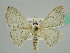 (Scopula AH07Ke - BC ZSM Lep 41273)  @13 [ ] CreativeCommons - Attribution Non-Commercial Share-Alike (2010) Axel Hausmann/Bavarian State Collection of Zoology (ZSM) SNSB, Zoologische Staatssammlung Muenchen