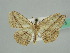  ( - BC ZSM Lep 41275)  @12 [ ] CreativeCommons - Attribution Non-Commercial Share-Alike (2010) Axel Hausmann/Bavarian State Collection of Zoology (ZSM) SNSB, Zoologische Staatssammlung Muenchen