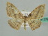 ( - BC ZSM Lep 41276)  @11 [ ] CreativeCommons - Attribution Non-Commercial Share-Alike (2010) Axel Hausmann/Bavarian State Collection of Zoology (ZSM) SNSB, Zoologische Staatssammlung Muenchen