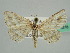  (Scopula AH12Ke - BC ZSM Lep 41278)  @14 [ ] CreativeCommons - Attribution Non-Commercial Share-Alike (2010) Axel Hausmann/Bavarian State Collection of Zoology (ZSM) SNSB, Zoologische Staatssammlung Muenchen