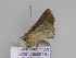 ( - BC ZSM Lep 33511)  @12 [ ] CreativeCommons - Attribution Non-Commercial Share-Alike (2010) Axel Hausmann/Bavarian State Collection of Zoology (ZSM) SNSB, Zoologische Staatssammlung Muenchen