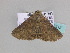  ( - BC ZSM Lep 33512)  @14 [ ] CreativeCommons - Attribution Non-Commercial Share-Alike (2010) Axel Hausmann/Bavarian State Collection of Zoology (ZSM) SNSB, Zoologische Staatssammlung Muenchen