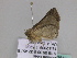  ( - BC ZSM Lep 33513)  @13 [ ] CreativeCommons - Attribution Non-Commercial Share-Alike (2010) Axel Hausmann/Bavarian State Collection of Zoology (ZSM) SNSB, Zoologische Staatssammlung Muenchen