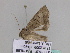 ( - BC ZSM Lep 33518)  @13 [ ] CreativeCommons - Attribution Non-Commercial Share-Alike (2010) Axel Hausmann/Bavarian State Collection of Zoology (ZSM) SNSB, Zoologische Staatssammlung Muenchen