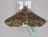  ( - BC ZSM Lep 33534)  @13 [ ] CreativeCommons - Attribution Non-Commercial Share-Alike (2010) Axel Hausmann/Bavarian State Collection of Zoology (ZSM) SNSB, Zoologische Staatssammlung Muenchen